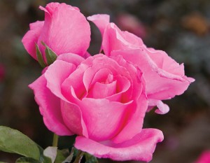 THE MCCARTNEY ROSE (hybrid tea)